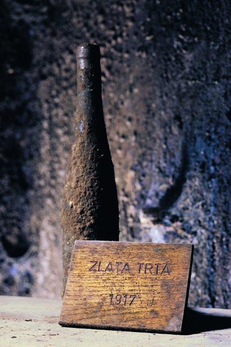 Oldest vine Zlata trta